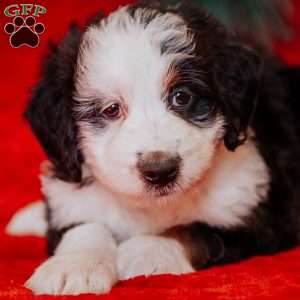 Wiggles, Mini Bernedoodle Puppy